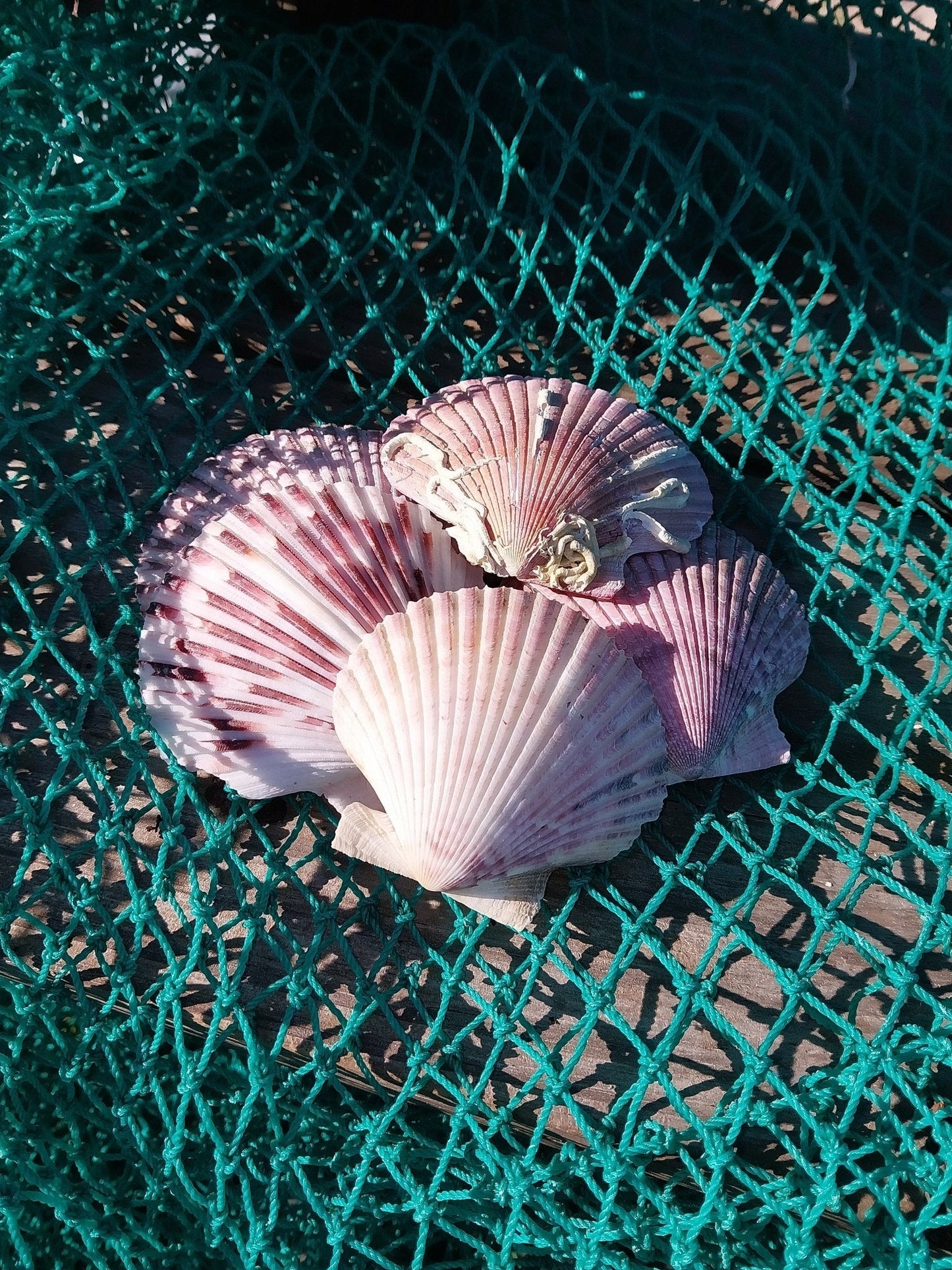 Purple Scallop - 4 Sizes & Bulk