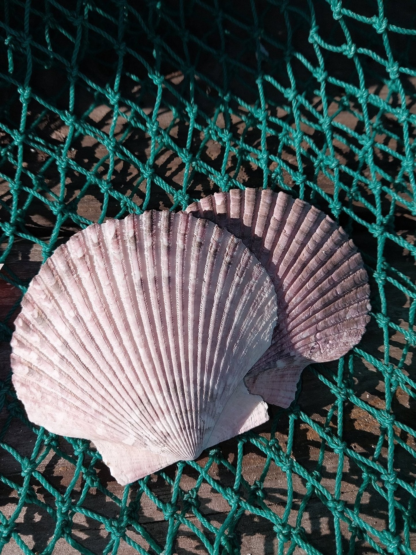 Purple Scallop - 4 Sizes & Bulk