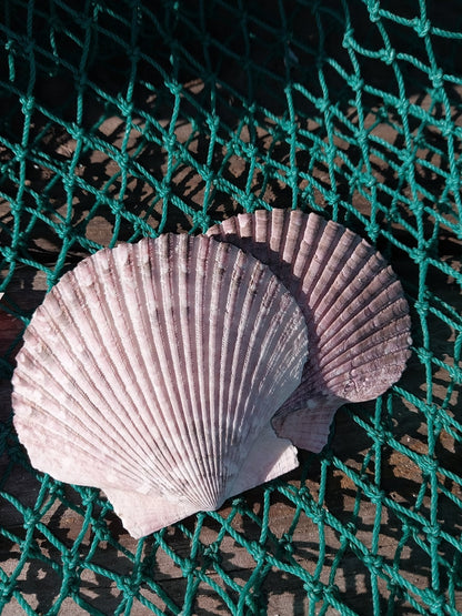 Purple Scallop - 4 Sizes & Bulk