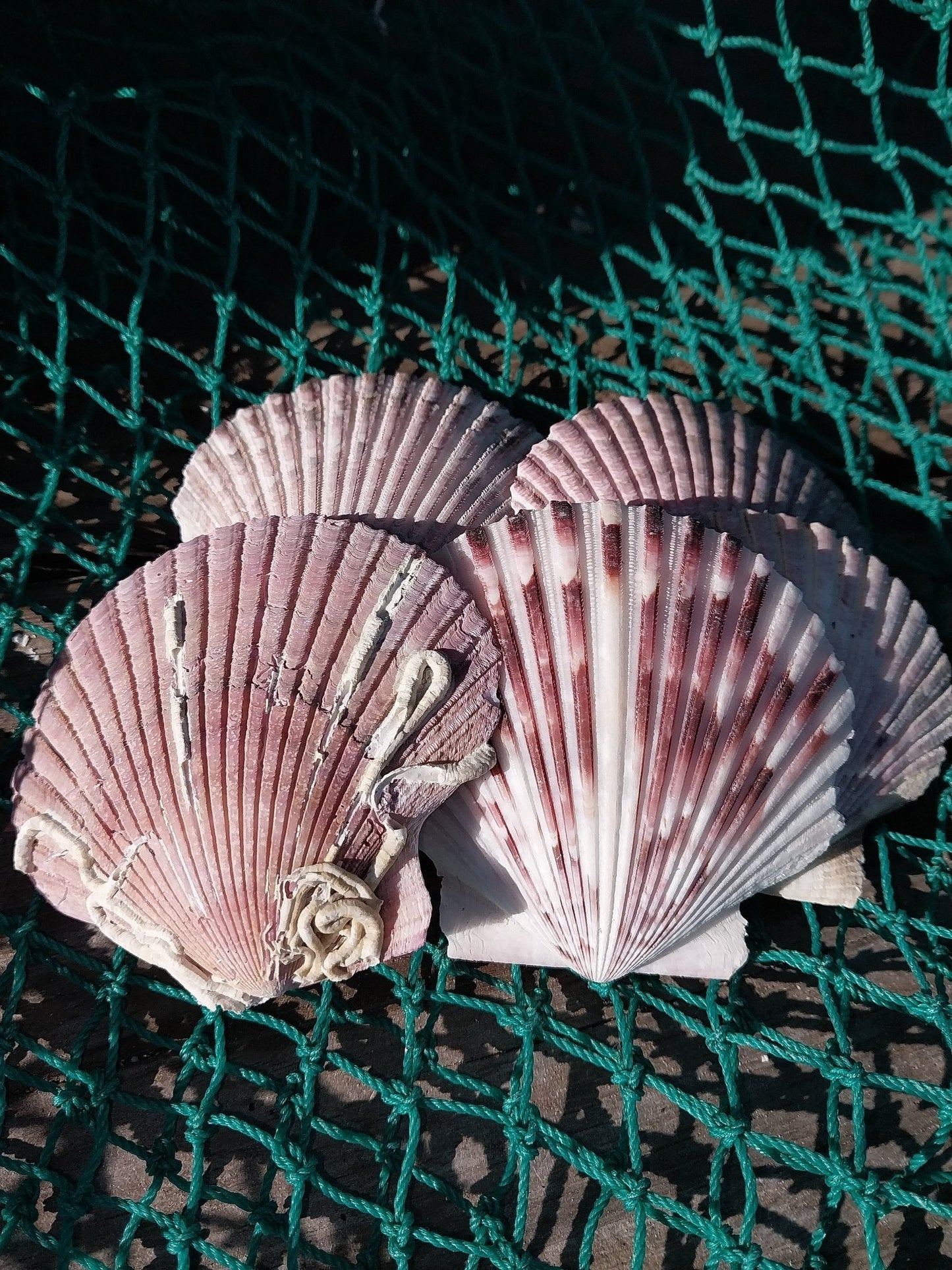 Purple Scallop - 4 Sizes & Bulk