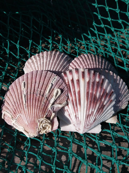 Purple Scallop - 4 Sizes & Bulk