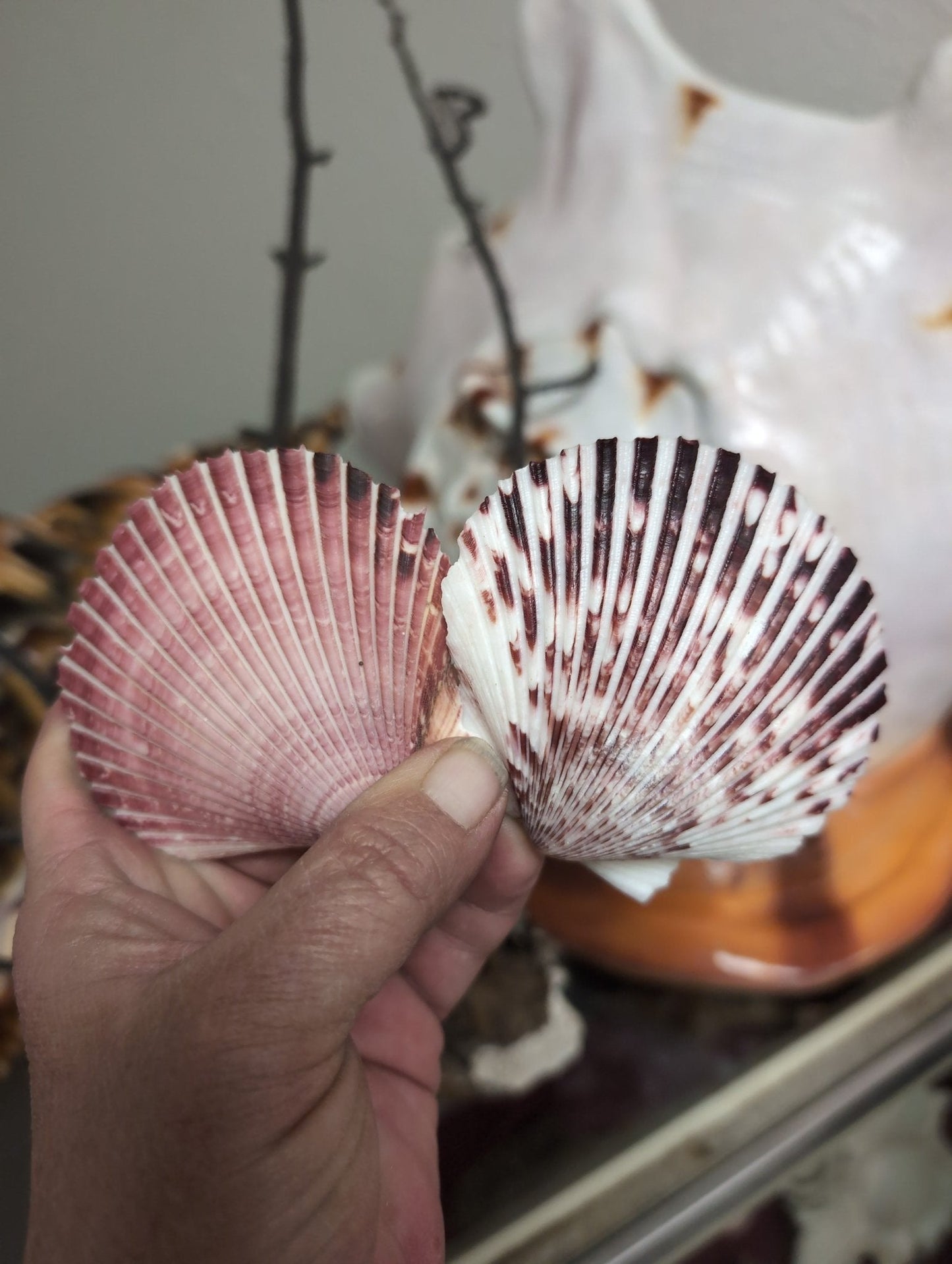 Purple Scallop - 4 Sizes & Bulk