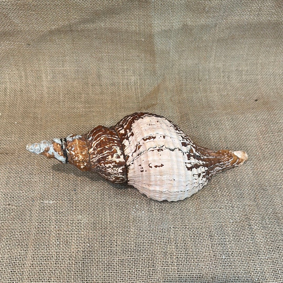Melanistic Horse Conch Shell with Operculum & Perio- 9"