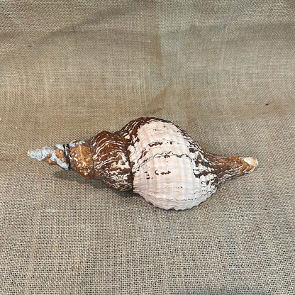 Melanistic Horse Conch Shell with Operculum & Perio- 9"