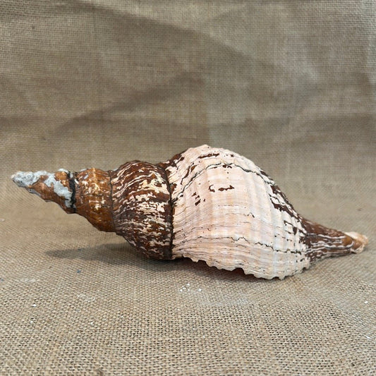 Melanistic Horse Conch Shell with Operculum & Perio- 9"
