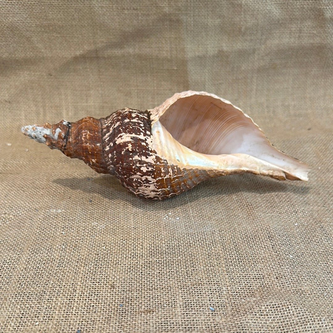 Melanistic Horse Conch Shell with Operculum & Perio- 9"