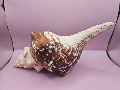 Melanistic Horse Conch with Operculum – 12" Triplofusus giganteus Specimen