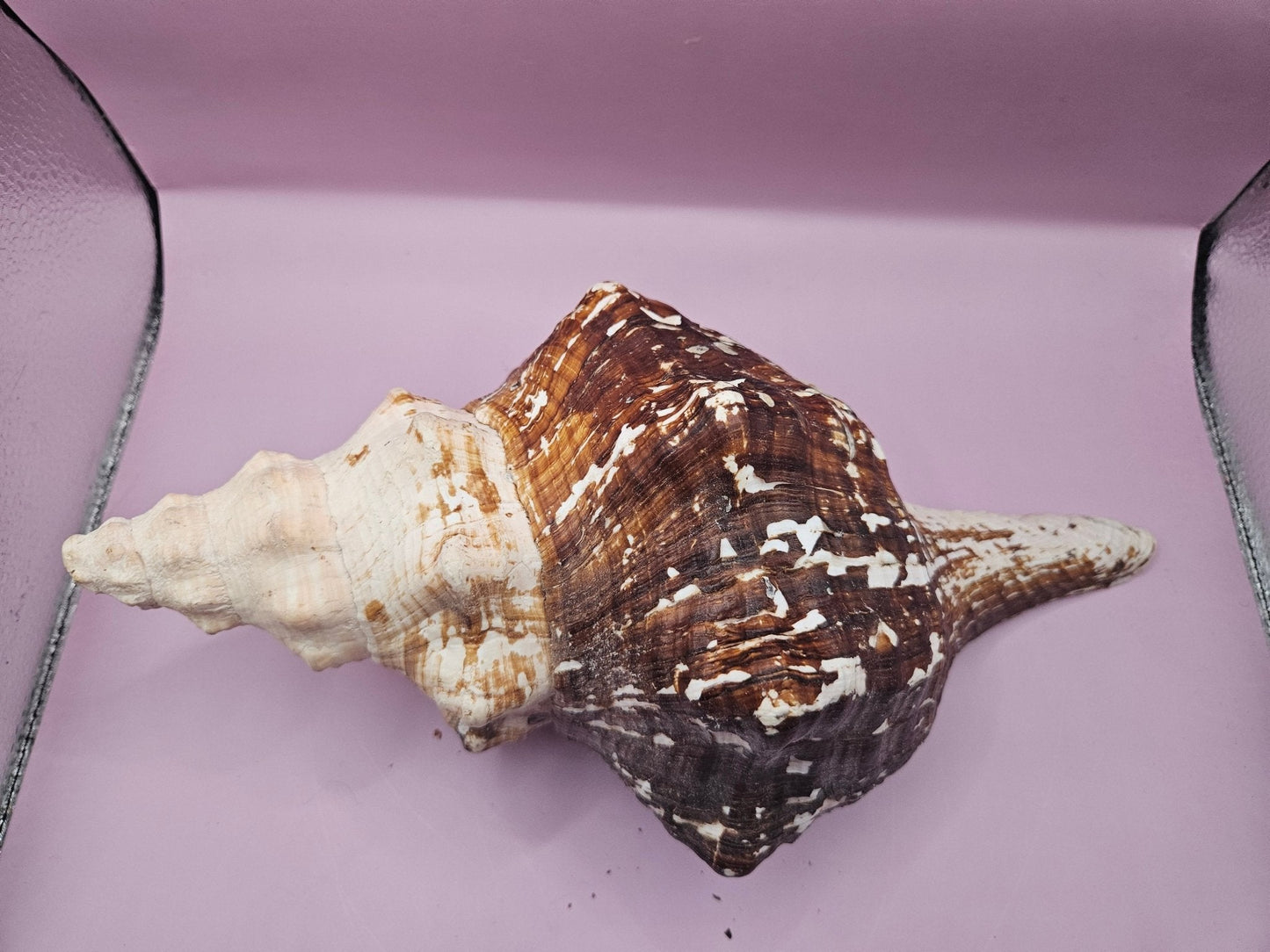 Melanistic Horse Conch with Operculum – 12" Triplofusus giganteus Specimen