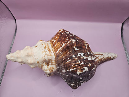 Melanistic Horse Conch with Operculum – 12" Triplofusus giganteus Specimen