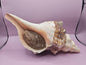 Melanistic Horse Conch with Operculum – 12" Triplofusus giganteus Specimen