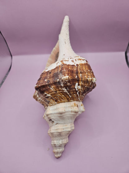 Melanistic Horse Conch with Operculum – 12" Triplofusus giganteus Specimen