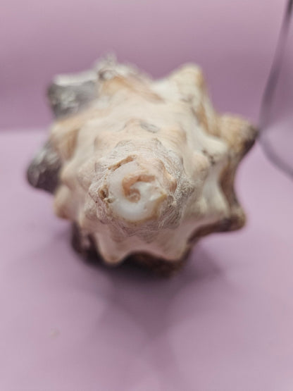 Melanistic Horse Conch with Operculum – 12" Triplofusus giganteus Specimen