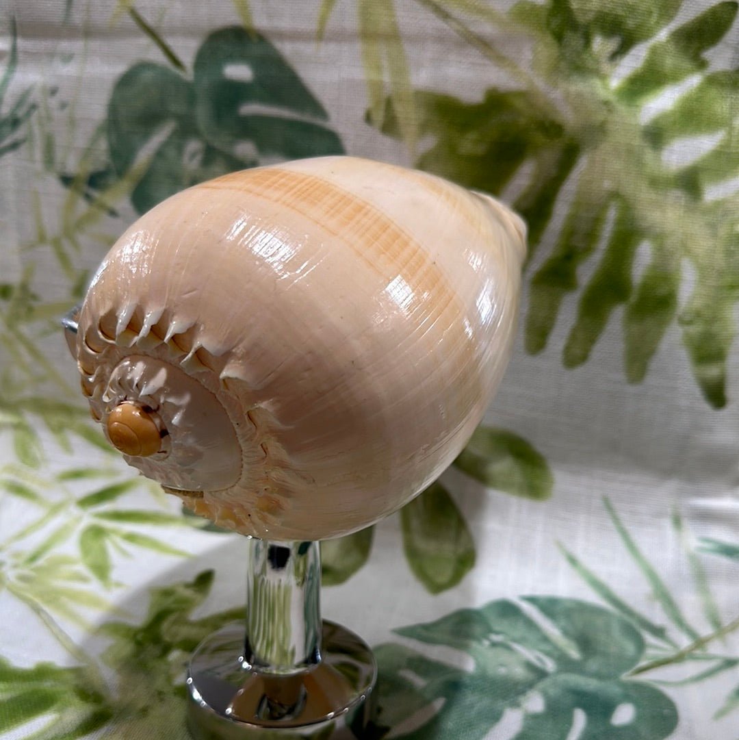Melon Shell on Metal Stand