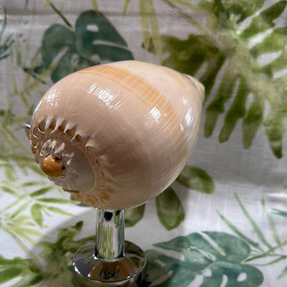 Melon Shell on Metal Stand