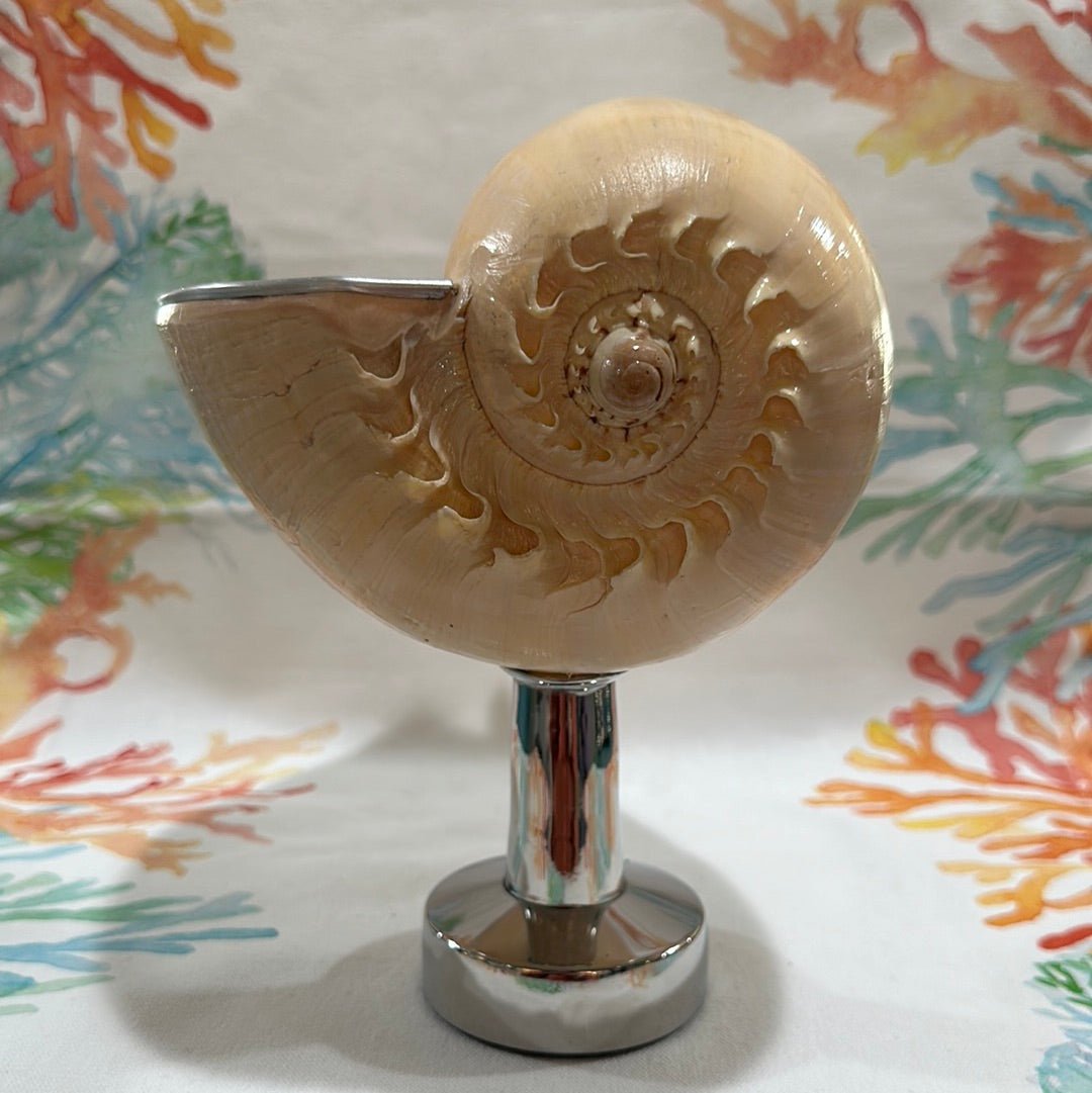 Melon Shell on Metal Stand