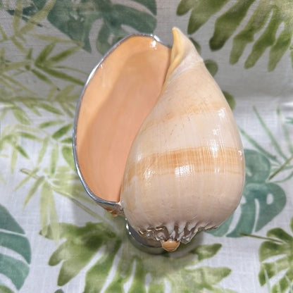 Melon Shell on Metal Stand
