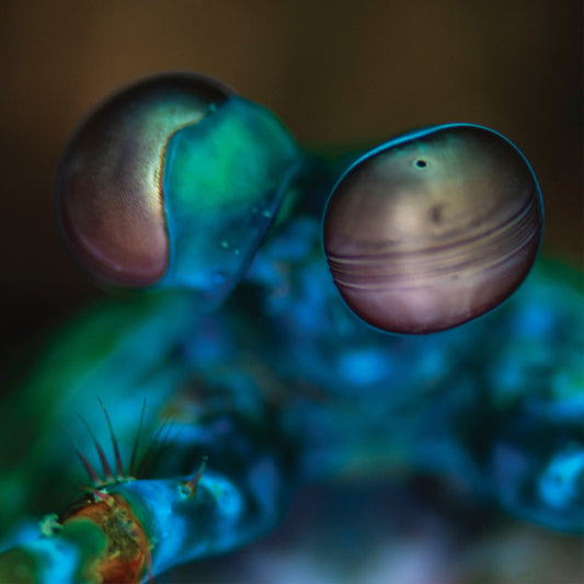 (PRE-ORDER 10/24/25) Amasia: Anamibia Sessions 2 (Crystal Clear Vinyl) | Mint (M) Mint (M)