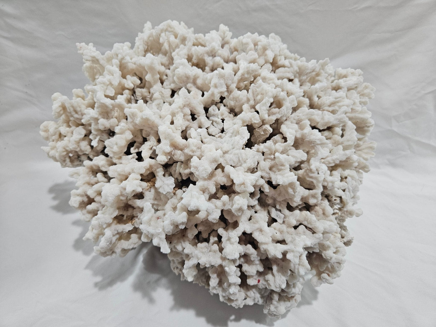 Merulina Coral 13.5"
