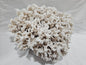 Merulina Coral 13.5"