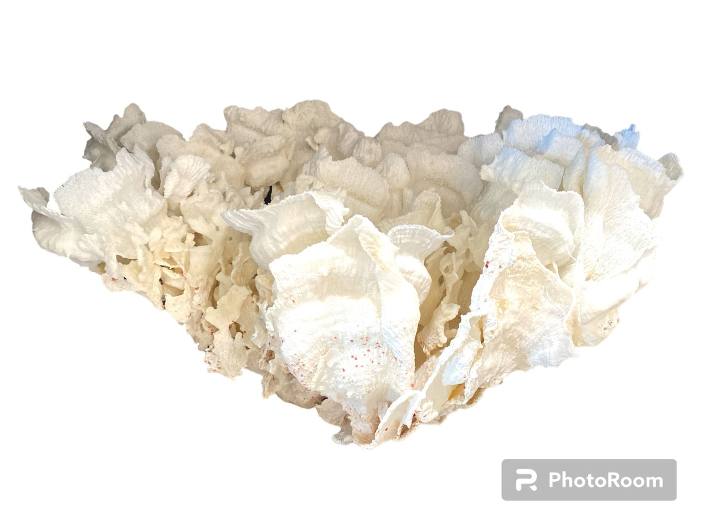 Merulina Coral 32"