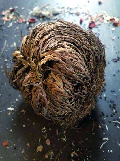 Jericho Flower / Resurrection Plant - Ritual Blessing