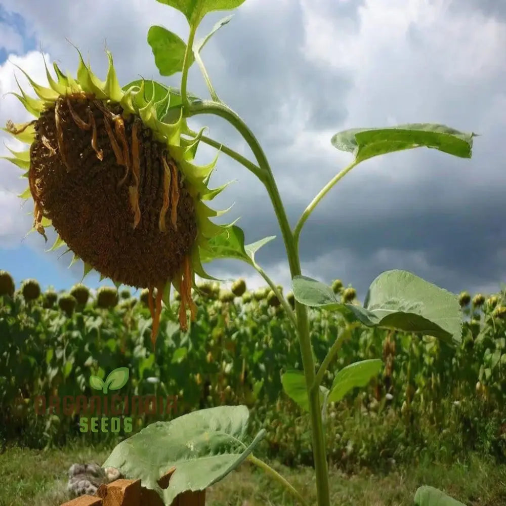 Microgreen Sunflower Seeds, premium High-Quality Flower Seeds for Nutrient-Rich Microgreens