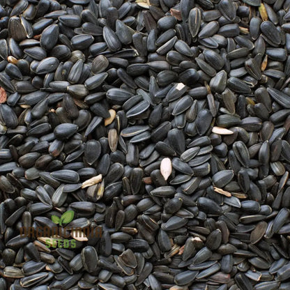 Microgreen Sunflower Seeds, premium High-Quality Flower Seeds for Nutrient-Rich Microgreens