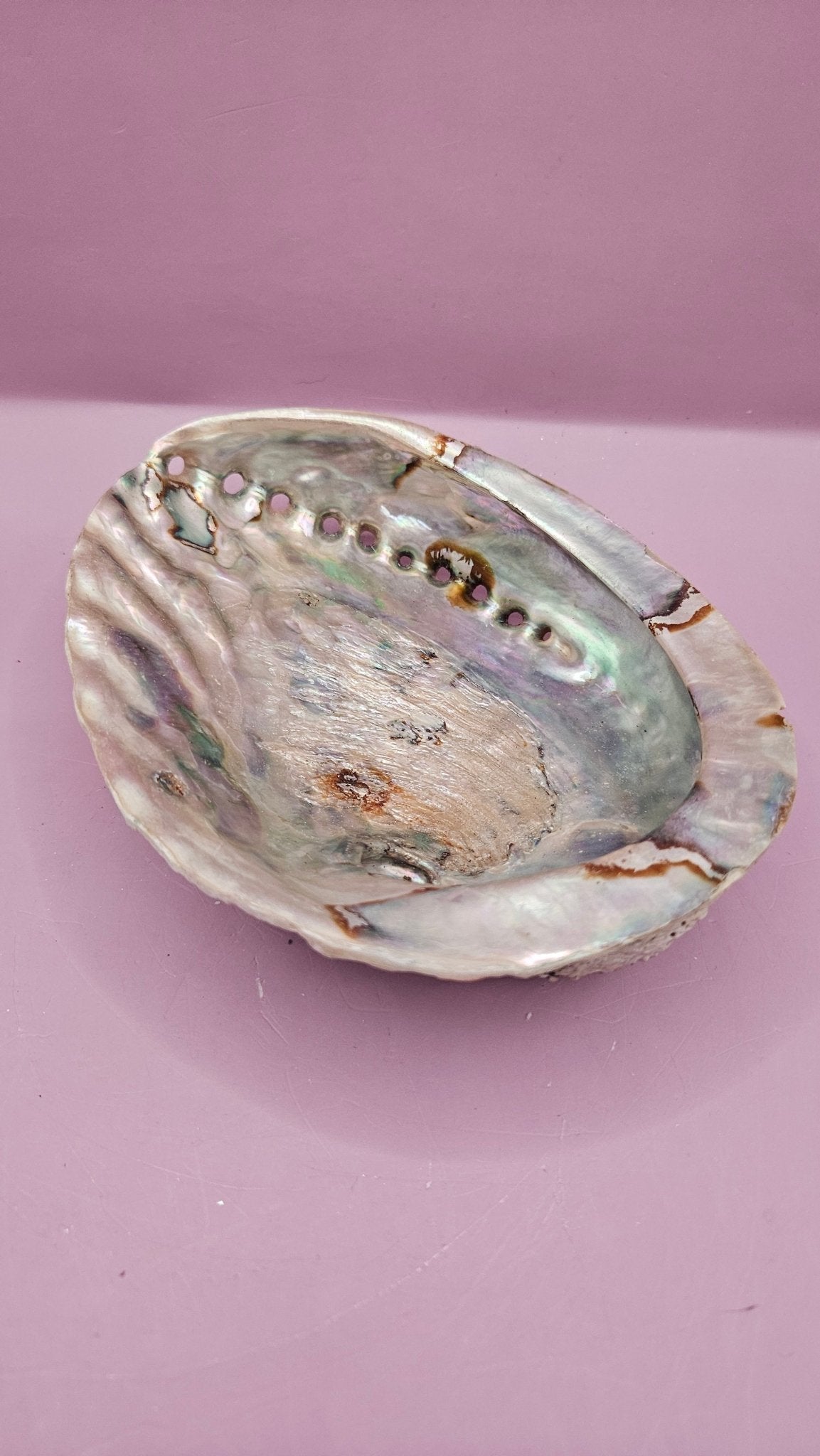 Midas Abalone Shell - 6.5" Golden Iridescent Shell for Décor, Smudging, and Crafts