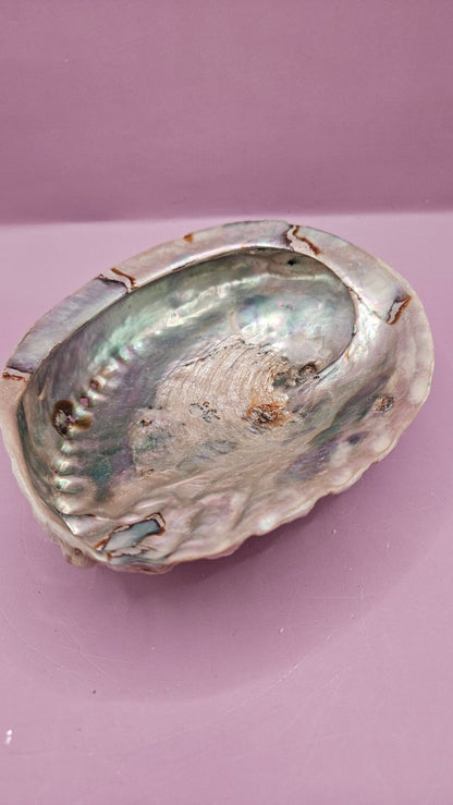 Midas Abalone Shell - 6.5" Golden Iridescent Shell for Décor, Smudging, and Crafts