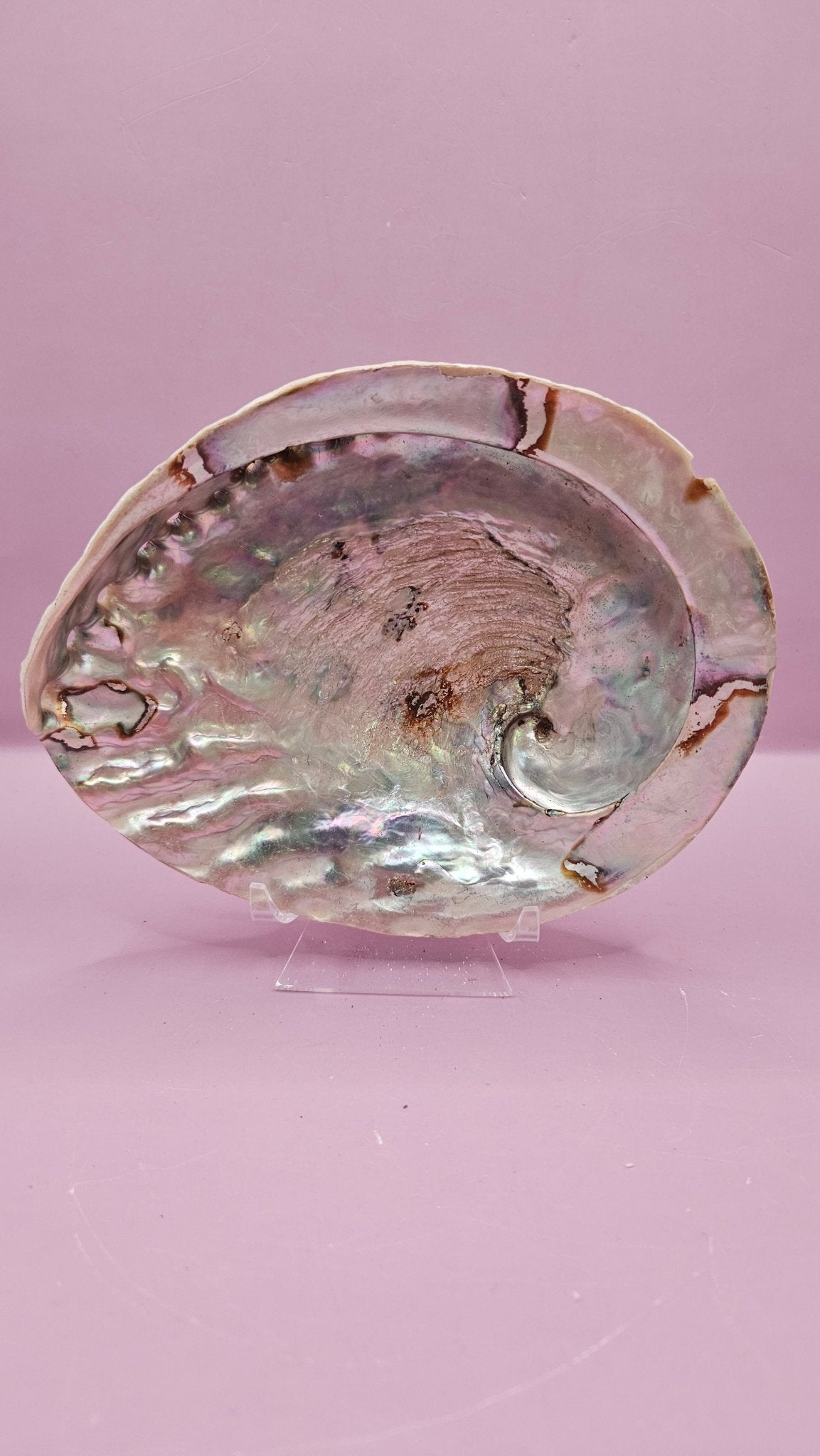 Midas Abalone Shell - 6.5" Golden Iridescent Shell for Décor, Smudging, and Crafts