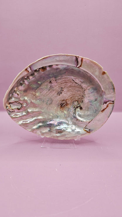 Midas Abalone Shell - 6.5" Golden Iridescent Shell for Décor, Smudging, and Crafts