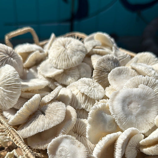 Mini Mushroom Craft Coral 1-2"