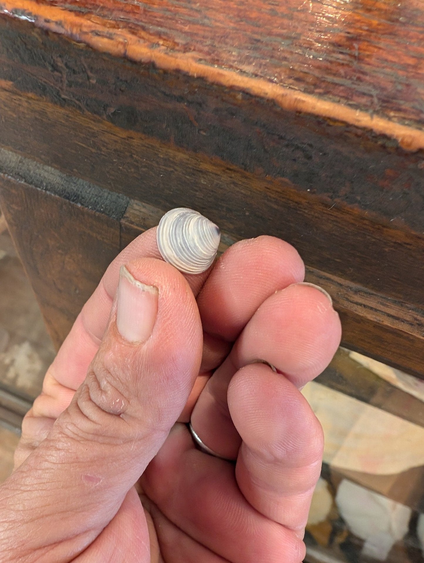 Bulk Mini Purple Clam Shells – 2oz & 4oz Bags for DIY Crafts & Wedding Decor