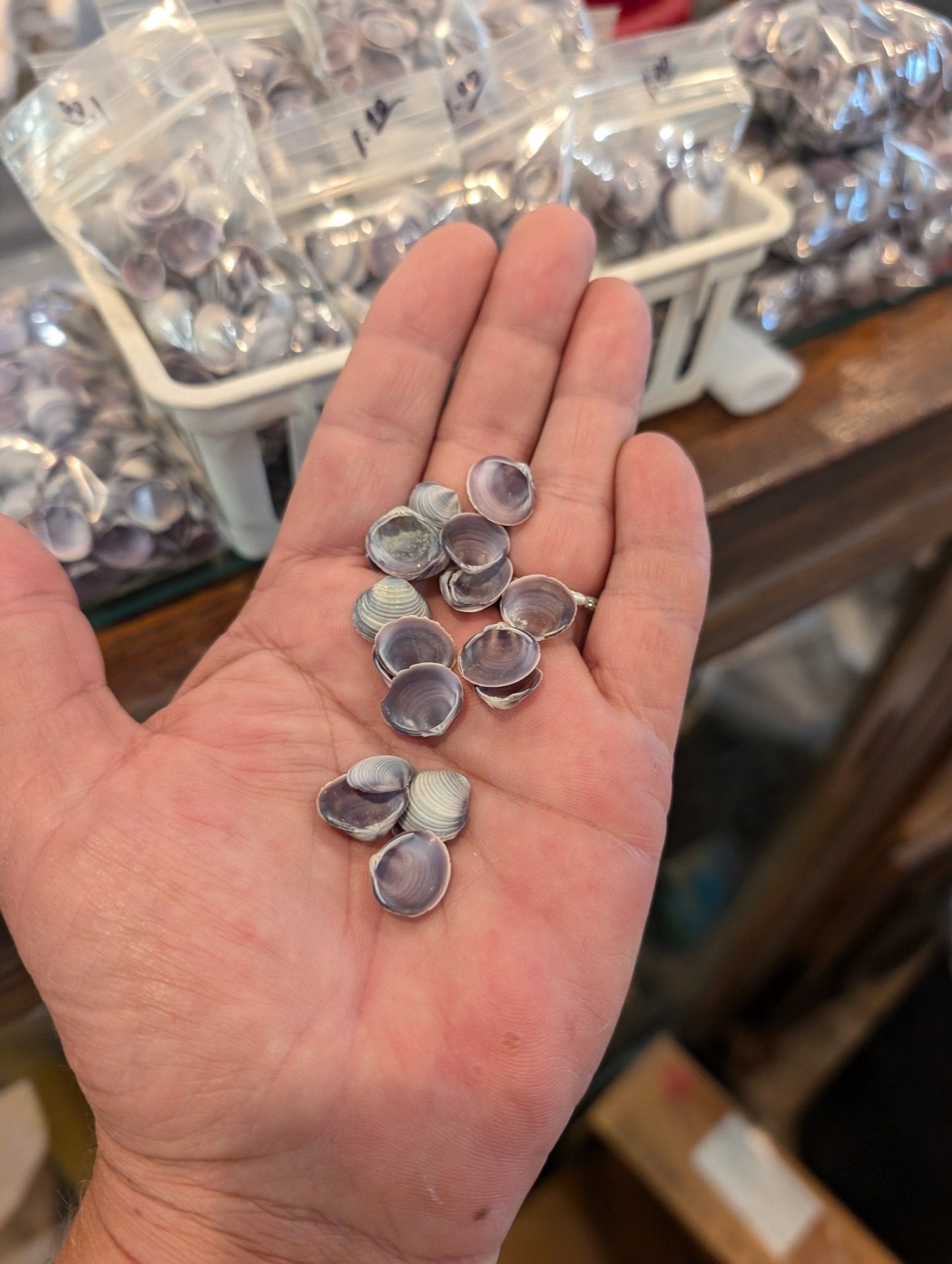 Bulk Mini Purple Clam Shells – 2oz & 4oz Bags for DIY Crafts & Wedding Decor