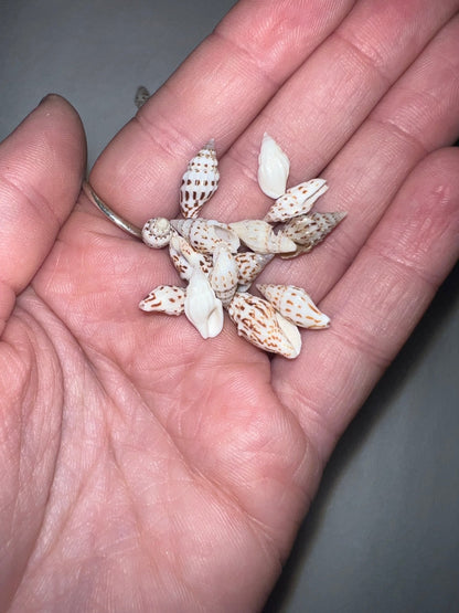 Mini Striped Nassa Shells