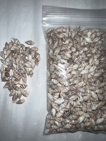 Mini Striped Nassa Shells