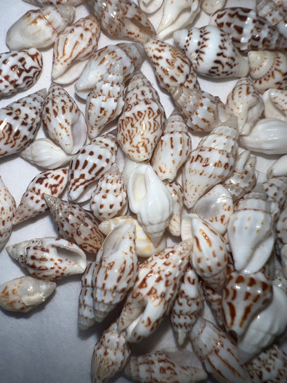 Mini Striped Nassa Shells