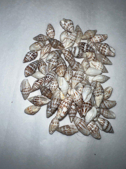 Mini Striped Nassa Shells