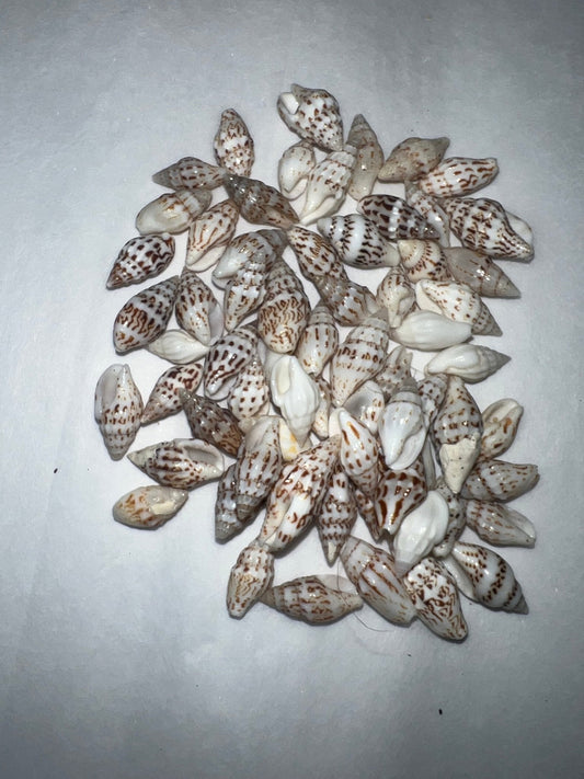 Mini Striped Nassa Shells