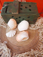 Mini tridacna 'giant' clam pairs- polished