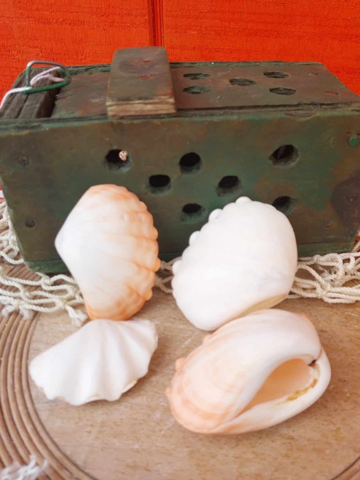 Mini tridacna 'giant' clam pairs- polished