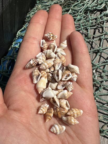 Mini Natural Nassa Shell Mix