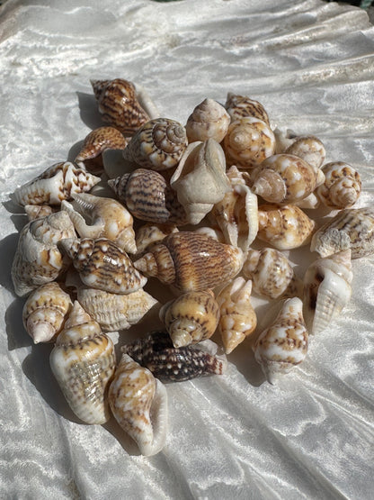 Mini Natural Nassa Shell Mix
