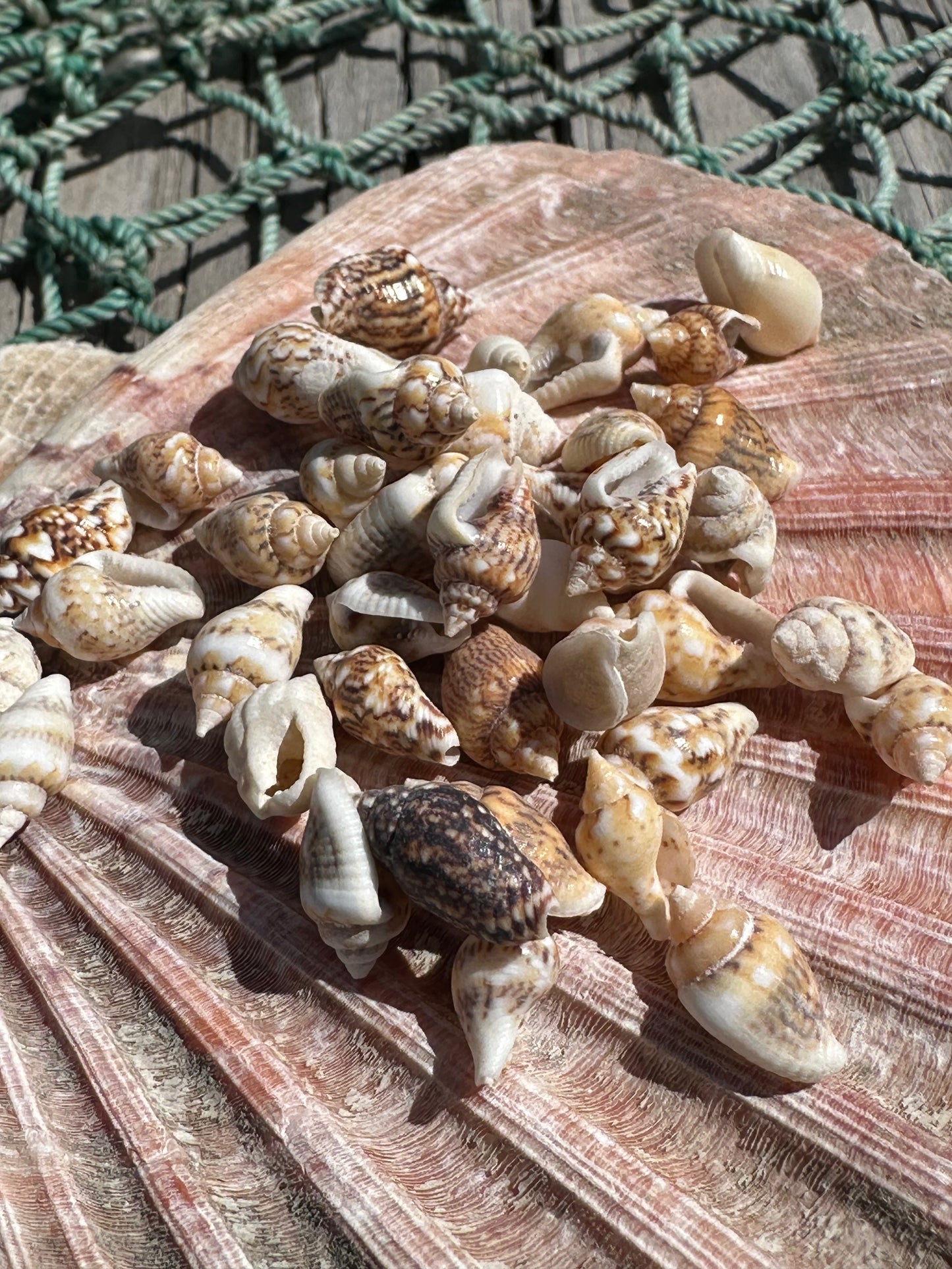 Mini Natural Nassa Shell Mix