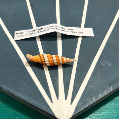 Mitra Compressum AKA Queen Miter