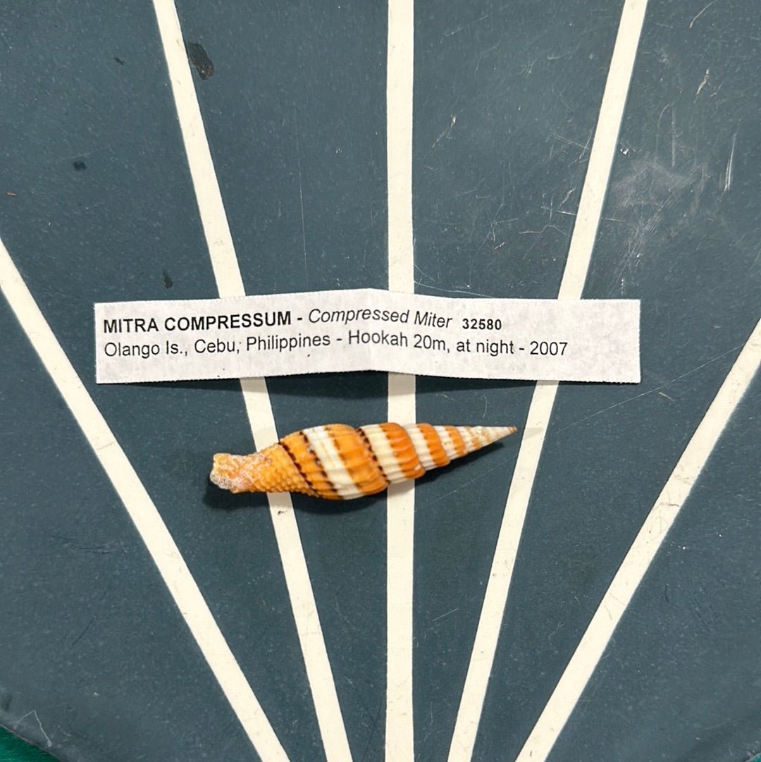 Mitra Compressum AKA Queen Miter