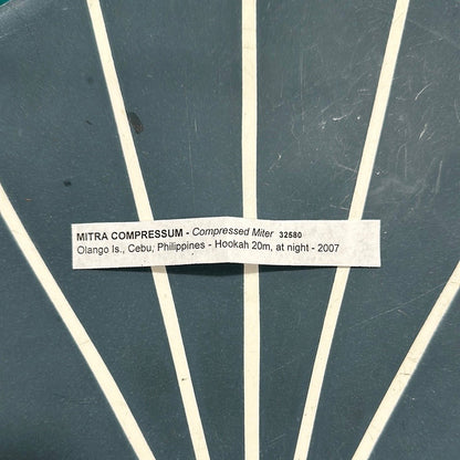 Mitra Compressum AKA Queen Miter