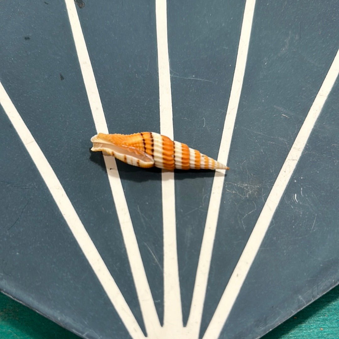 Mitra Compressum AKA Queen Miter