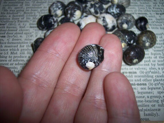 Mixed Nerita Snail Small Shells Seashells Black Brown White ZigZag Striped Spotted Pattern Art Crafts Sailor Valentine Supplies Spiral Top