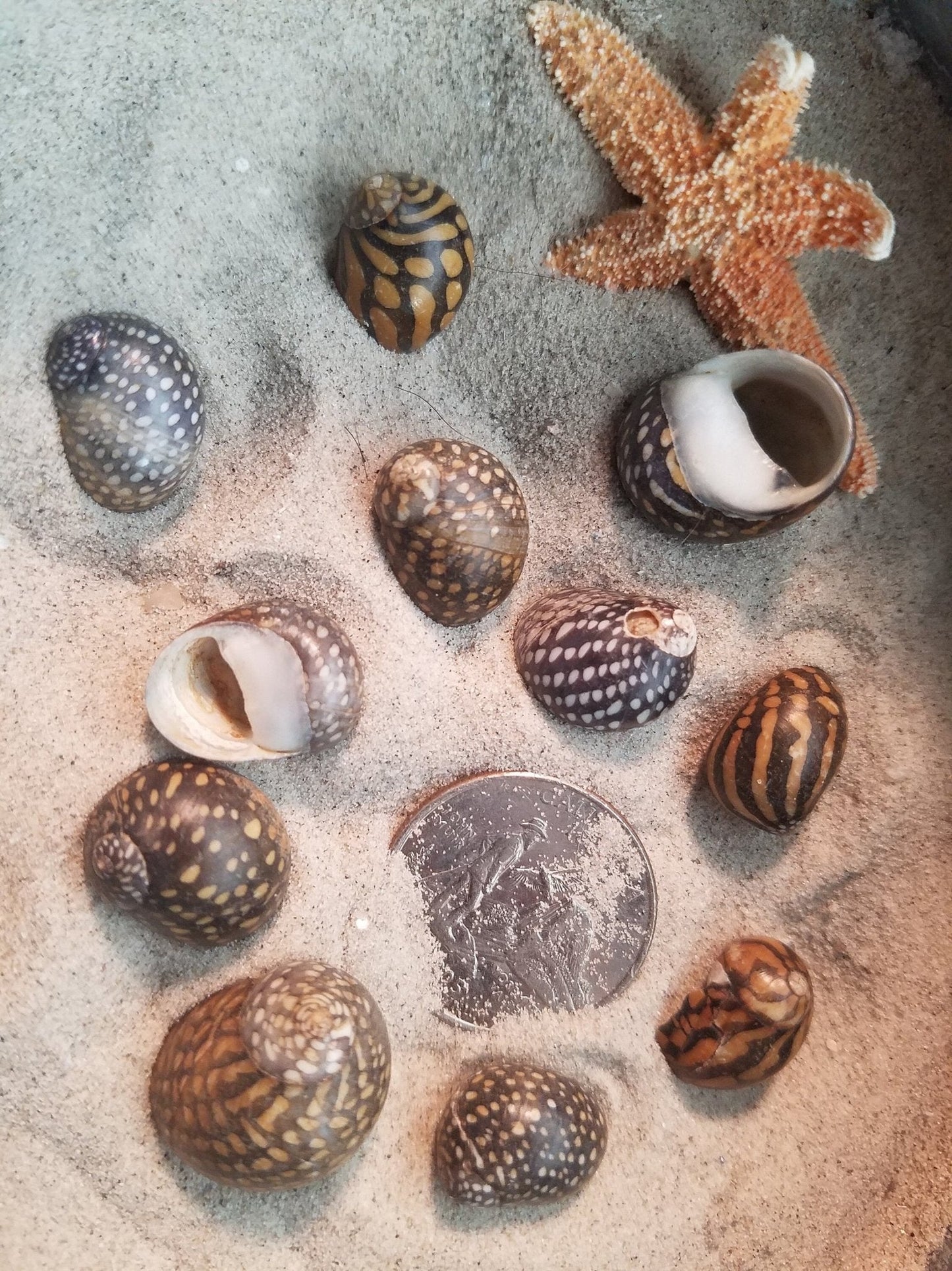 Mixed Nerita Snail Small Shells Seashells Black Brown White ZigZag Striped Spotted Pattern Art Crafts Sailor Valentine Supplies Spiral Top
